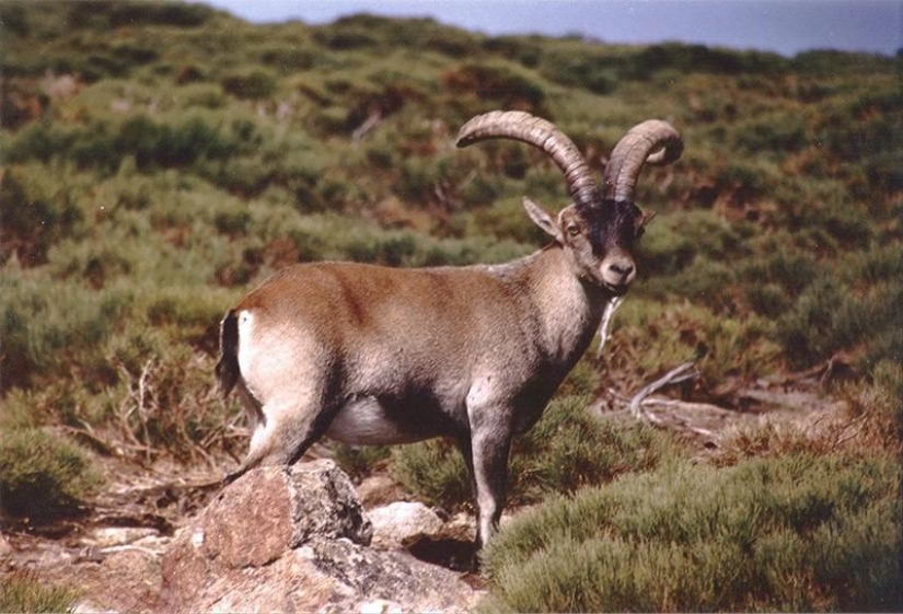 10 species of animals that were exterminated by man