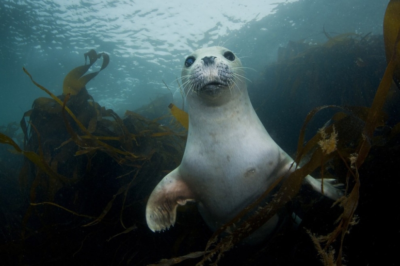 10 species of animals that have become twice as small in 40 years due to human fault