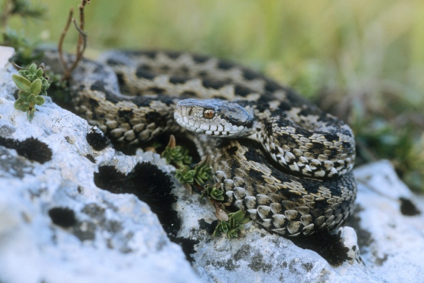 10 species of animals that have become twice as small in 40 years due to human fault