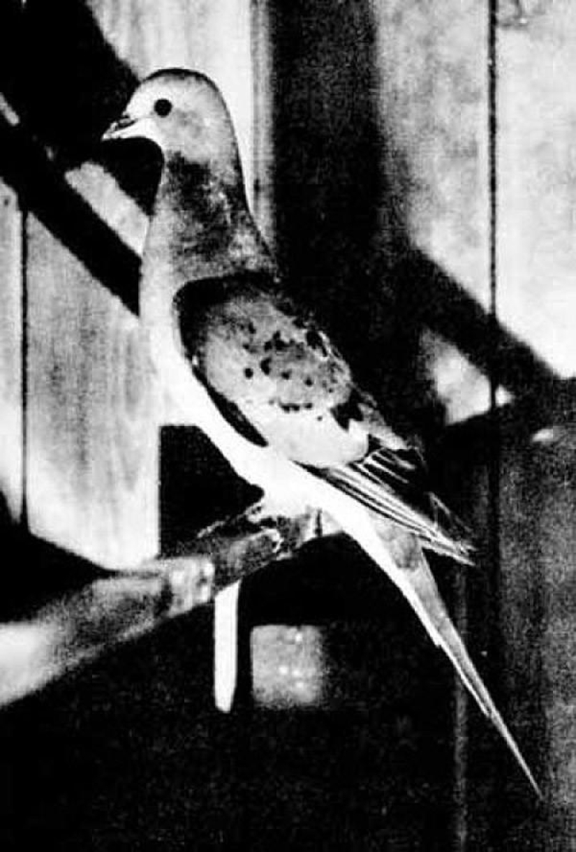 10 species of animals that were exterminated by man