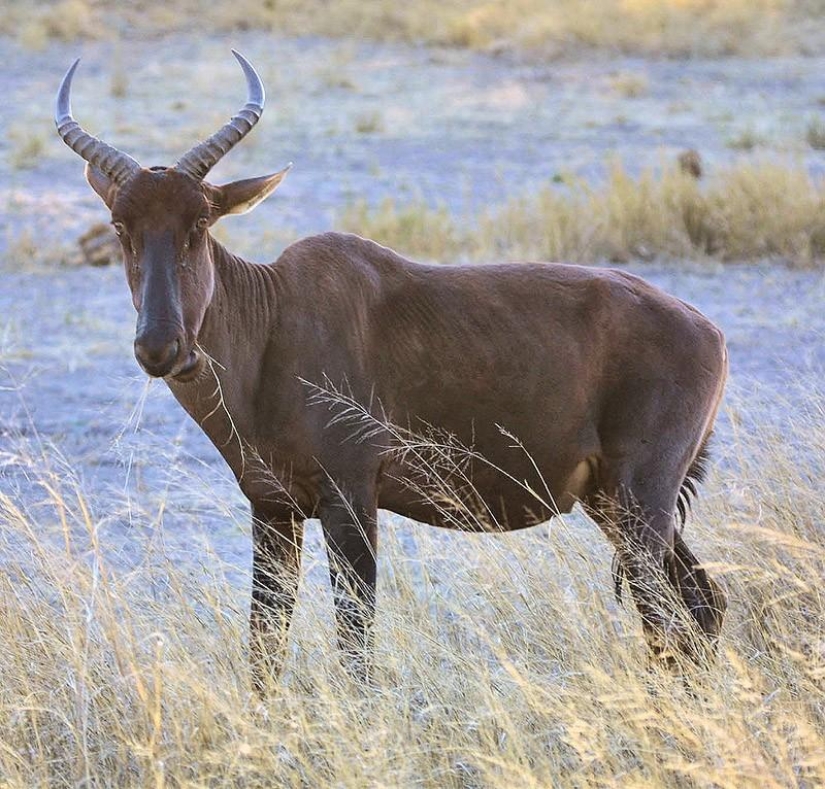 10 species of animals that were exterminated by man