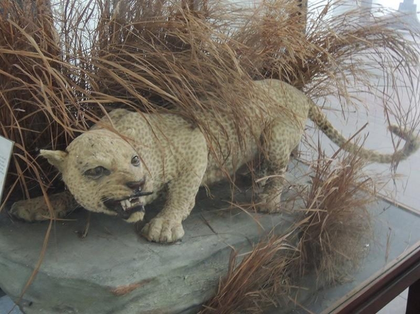 10 species of animals that were exterminated by man