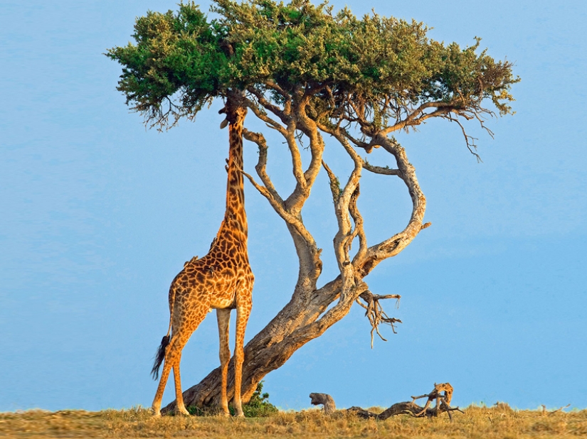 10 Surprising Facts About Giraffes 10 Surprising Facts About Giraffes