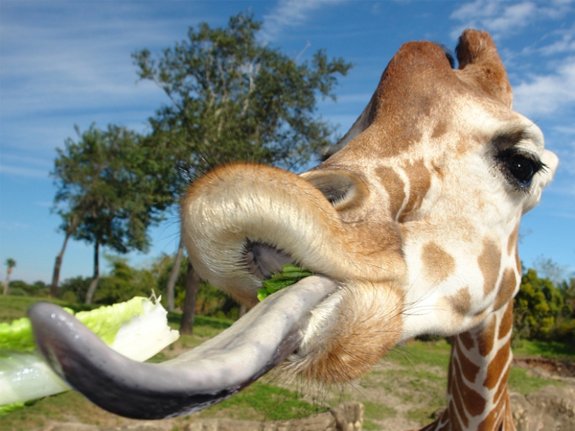 10 Surprising Facts About Giraffes 10 Surprising Facts About Giraffes