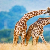 10 Surprising Facts About Giraffes