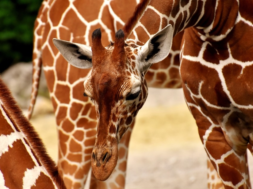 10 Surprising Facts About Giraffes 10 Surprising Facts About Giraffes