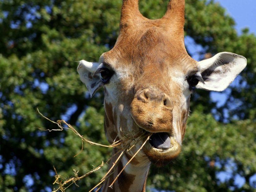 10 Surprising Facts About Giraffes 10 Surprising Facts About Giraffes