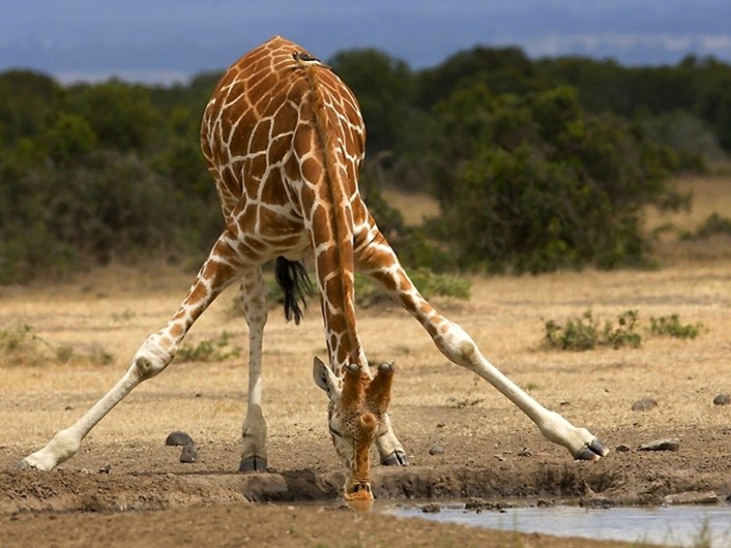 10 Surprising Facts About Giraffes 10 Surprising Facts About Giraffes