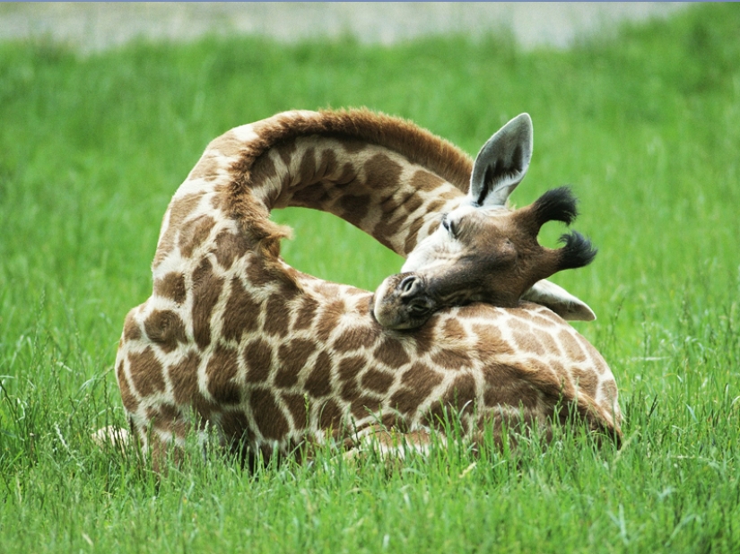 10 Surprising Facts About Giraffes 10 Surprising Facts About Giraffes