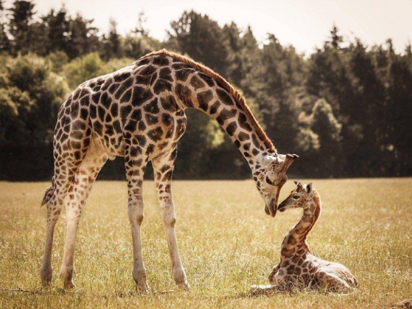 10 Surprising Facts About Giraffes 10 Surprising Facts About Giraffes