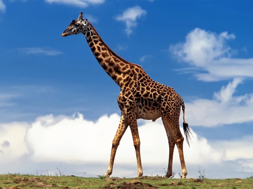 10 Surprising Facts About Giraffes 10 Surprising Facts About Giraffes
