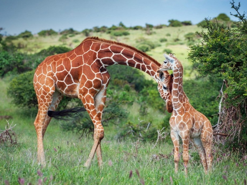 10 Surprising Facts About Giraffes 10 Surprising Facts About Giraffes
