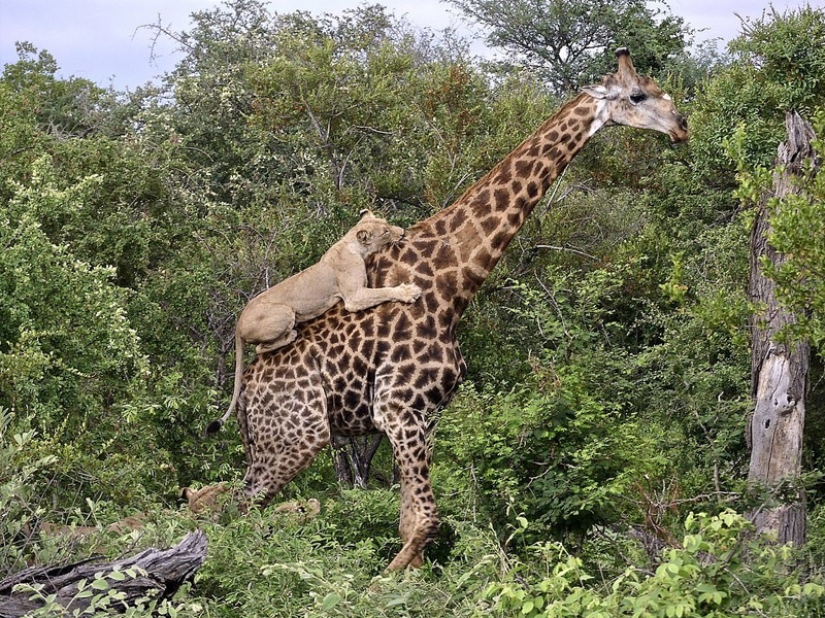 10 Surprising Facts About Giraffes 10 Surprising Facts About Giraffes