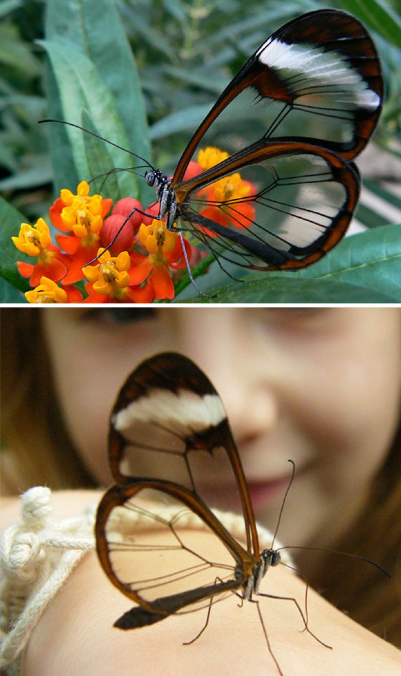 10 Transparent Animals That Actually Exist 10 Transparent Animals That Actually Exist