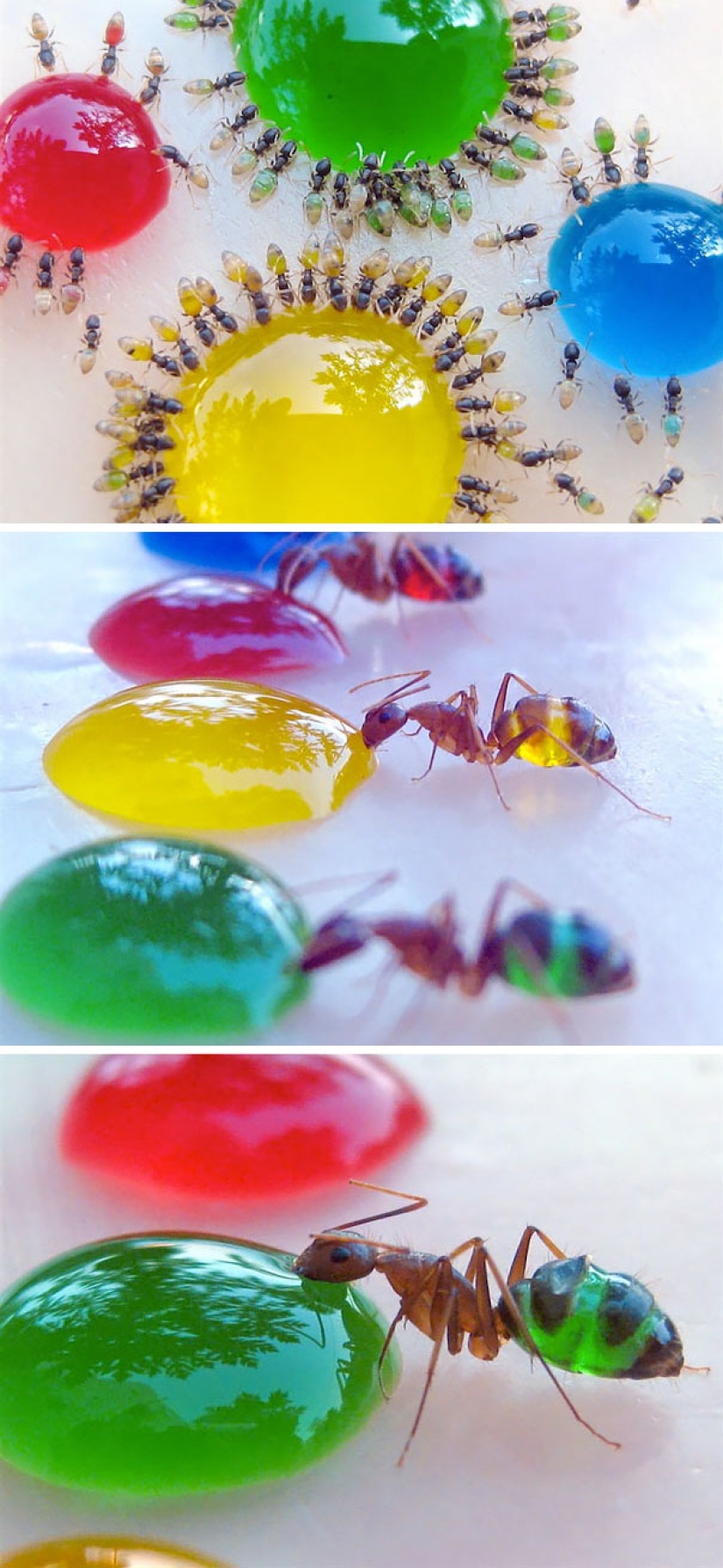 10 Transparent Animals That Actually Exist 10 Transparent Animals That Actually Exist