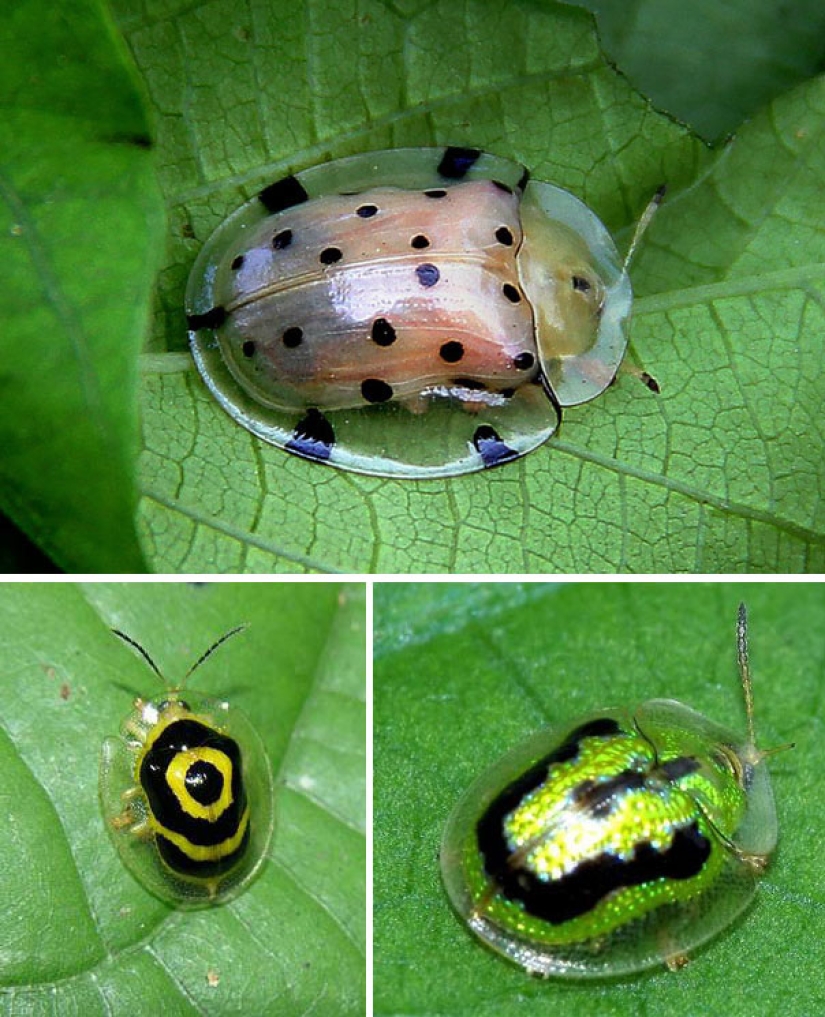 10 Transparent Animals That Actually Exist 10 Transparent Animals That Actually Exist