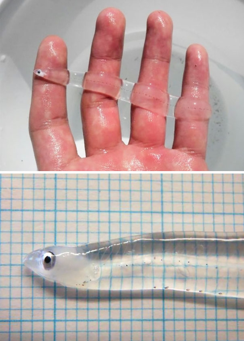 10 Transparent Animals That Actually Exist 10 Transparent Animals That Actually Exist