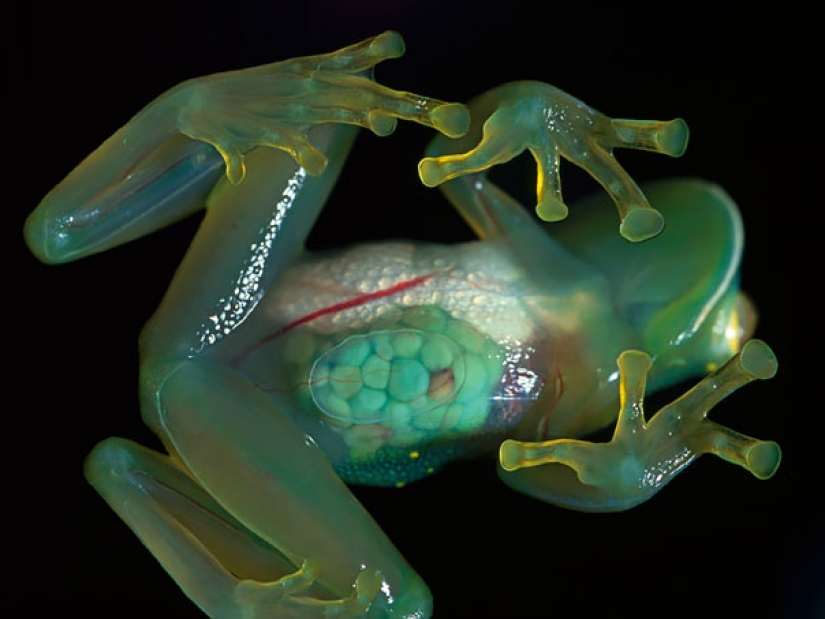 10 Transparent Animals That Actually Exist 10 Transparent Animals That Actually Exist