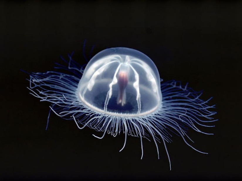 10 Transparent Animals That Actually Exist 10 Transparent Animals That Actually Exist