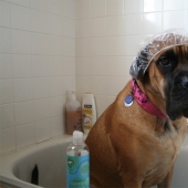 10 trucos de vida que todo dueño de perro debe saber