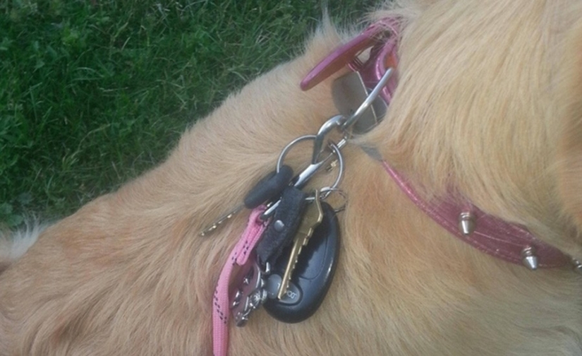 10 trucos de vida que todo dueño de perro debe saber 10 trucos de vida que todo dueño de perro debe saber