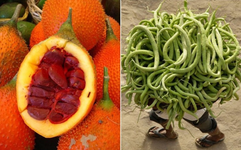 10 variedades de pepinos de las que ni siquiera has oído hablar