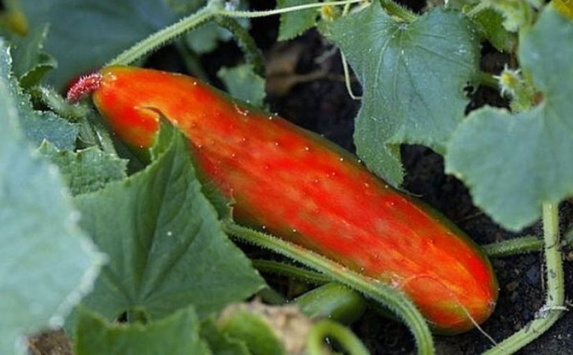 10 variedades de pepinos de las que ni siquiera has oído hablar