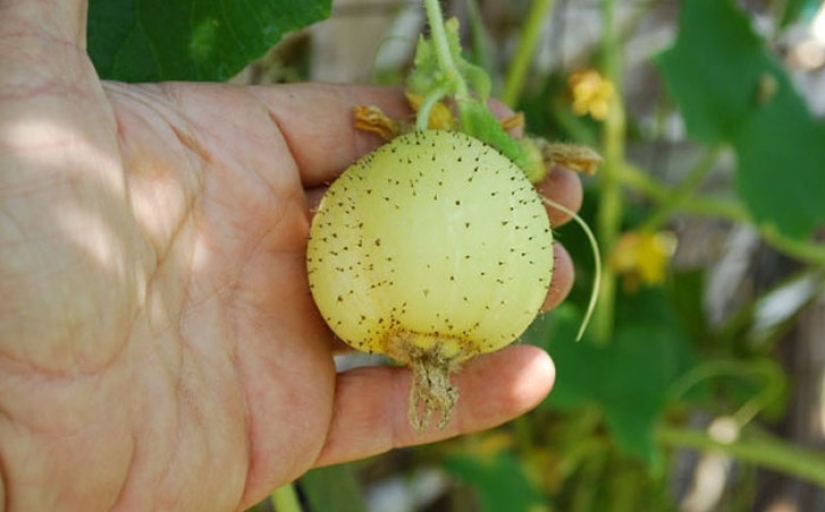 10 variedades de pepinos de las que ni siquiera has oído hablar