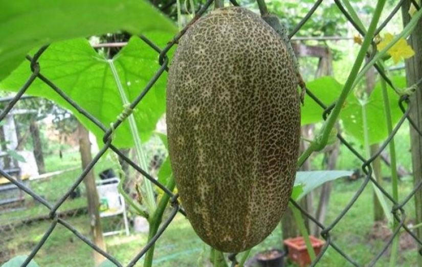 10 variedades de pepinos de las que ni siquiera has oído hablar