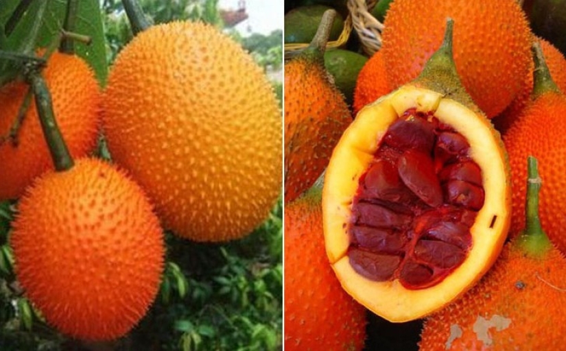 10 variedades de pepinos de las que ni siquiera has oído hablar