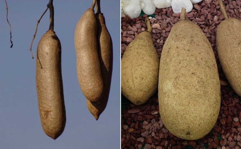 10 variedades de pepinos de las que ni siquiera has oído hablar