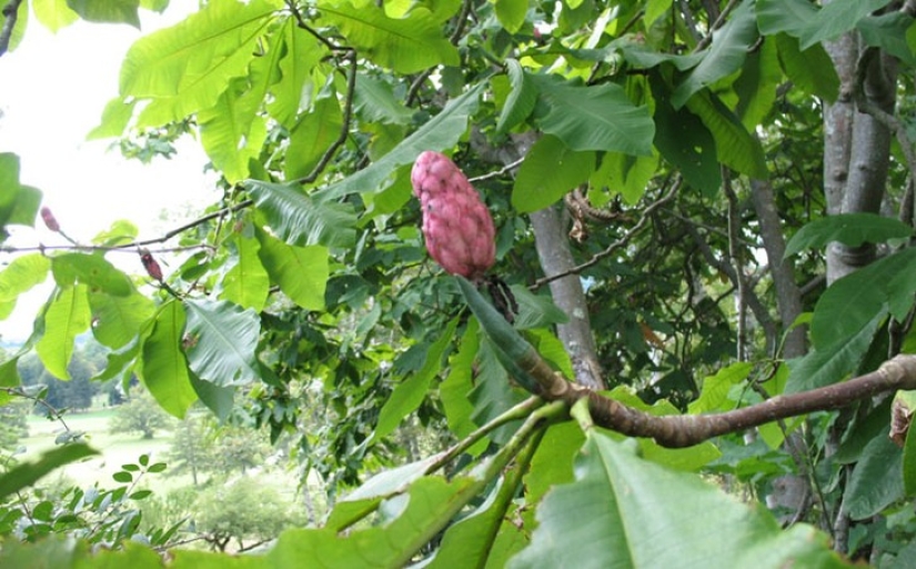 10 varieties of cucumbers that you haven't even heard of 10 varieties of cucumbers that you haven't even heard of