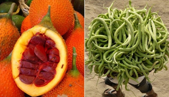 10 varieties of cucumbers that you haven't even heard of 10 varieties of cucumbers that you haven't even heard of