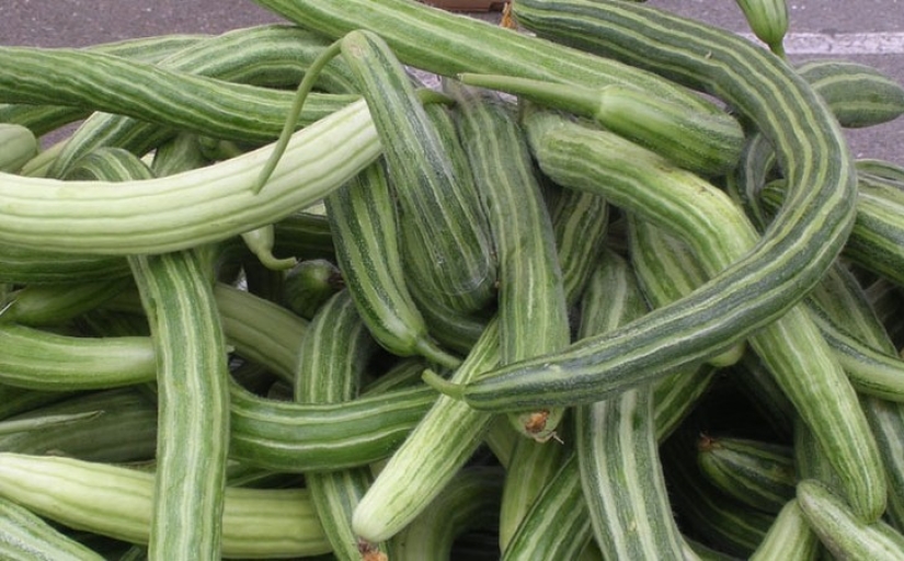 10 varieties of cucumbers that you haven't even heard of 10 varieties of cucumbers that you haven't even heard of