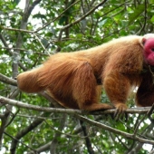 11 animales que no pudieron aceptar la genética