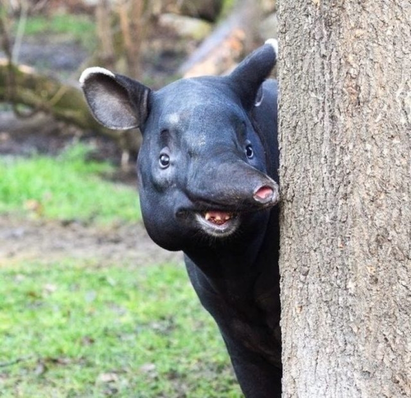 11 animals that couldn't come to terms with genetics 11 animals that couldn't come to terms with genetics