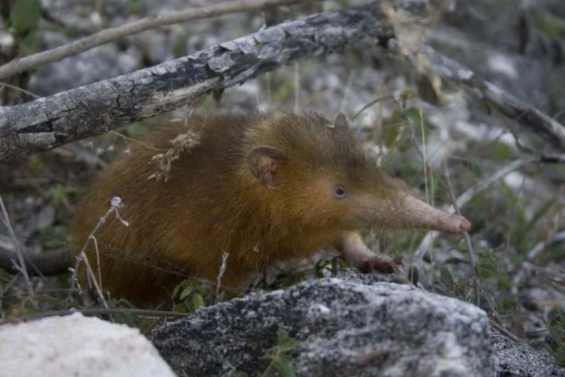 11 animals that couldn't come to terms with genetics 11 animals that couldn't come to terms with genetics