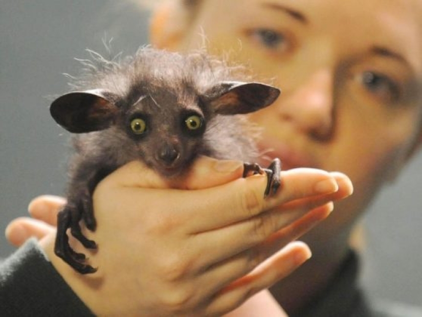 11 animals that couldn't come to terms with genetics 11 animals that couldn't come to terms with genetics