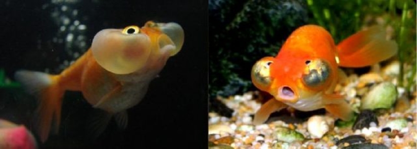 11 animals that couldn't come to terms with genetics 11 animals that couldn't come to terms with genetics