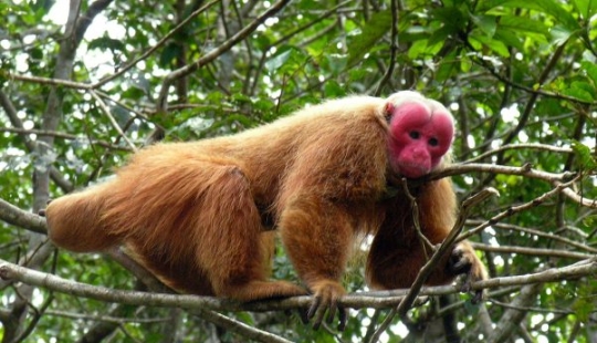 11 animals that couldn't come to terms with genetics