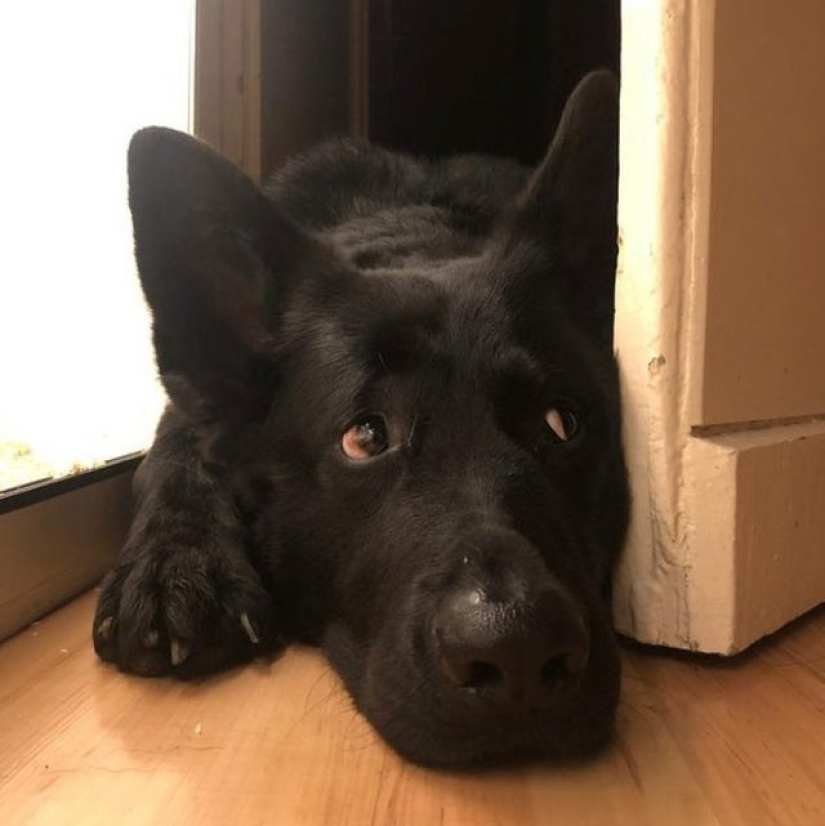 11 animals whose eyes speak louder than a thousand words