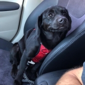 11 animals whose eyes speak louder than a thousand words