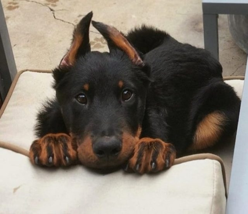 11 animals whose eyes speak louder than a thousand words