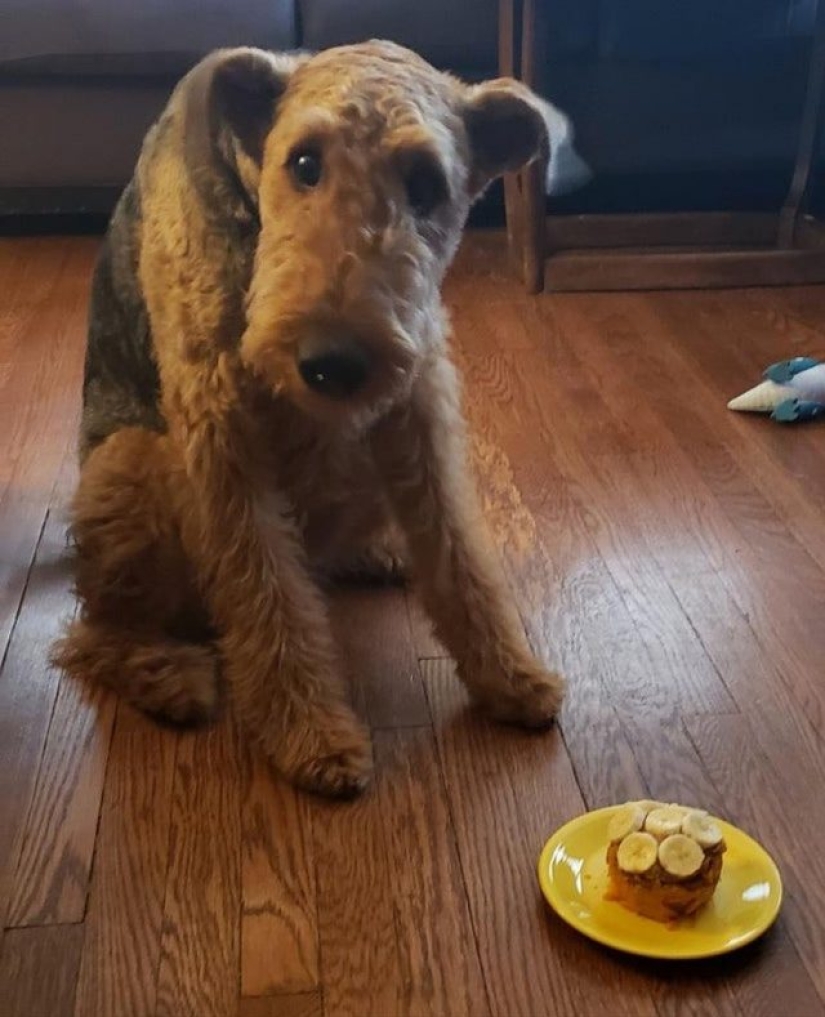 11 animals whose eyes speak louder than a thousand words