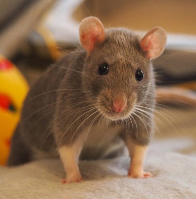 11 animals whose eyes speak louder than a thousand words