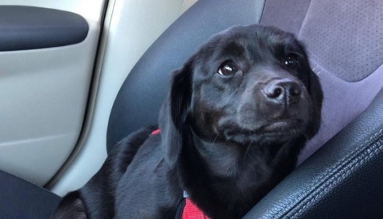 11 animals whose eyes speak louder than a thousand words 11 animals whose eyes speak louder than a thousand words