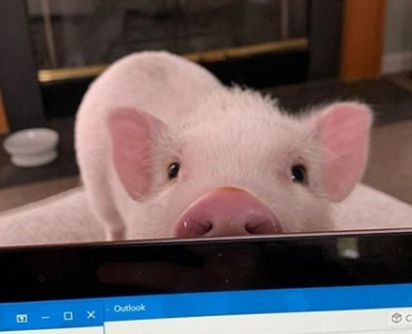 11 animals whose eyes speak louder than a thousand words