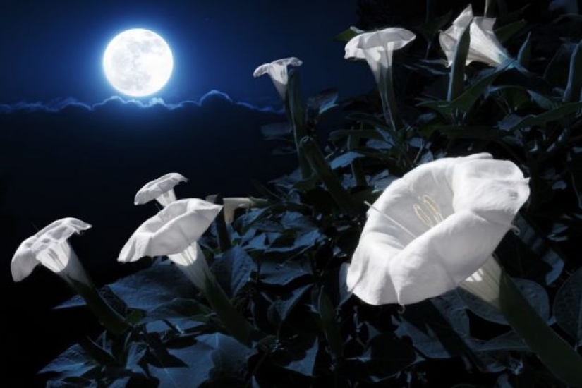 11 flores que florecen de noche