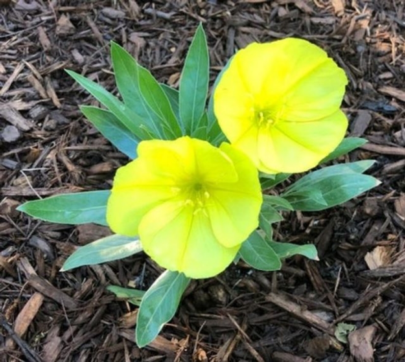 11 flores que florecen de noche