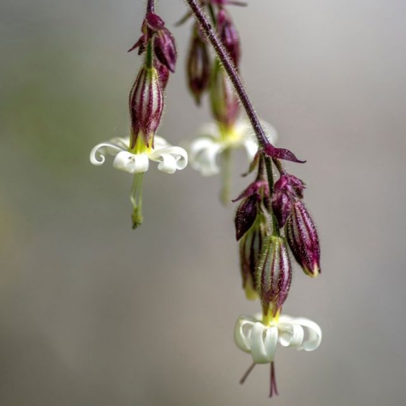 11 flores que florecen de noche